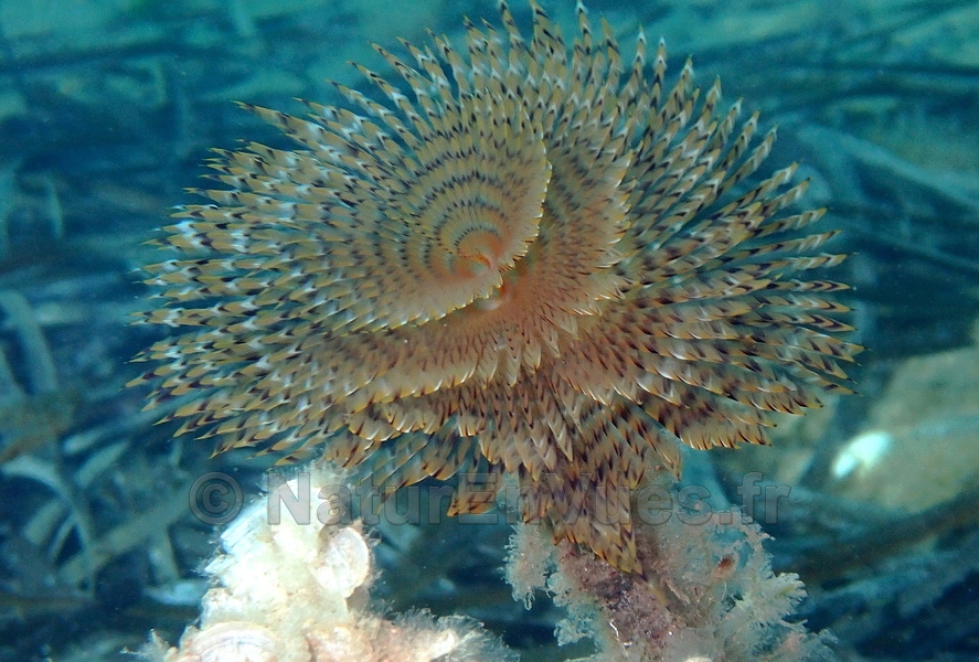 Spirographe (Cnidaires) - Hyères