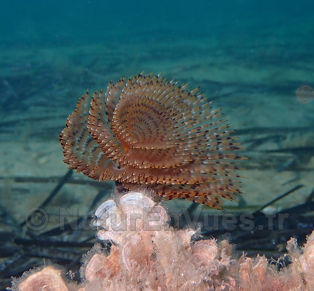 Spirographe (Cnidaires) - Hyères