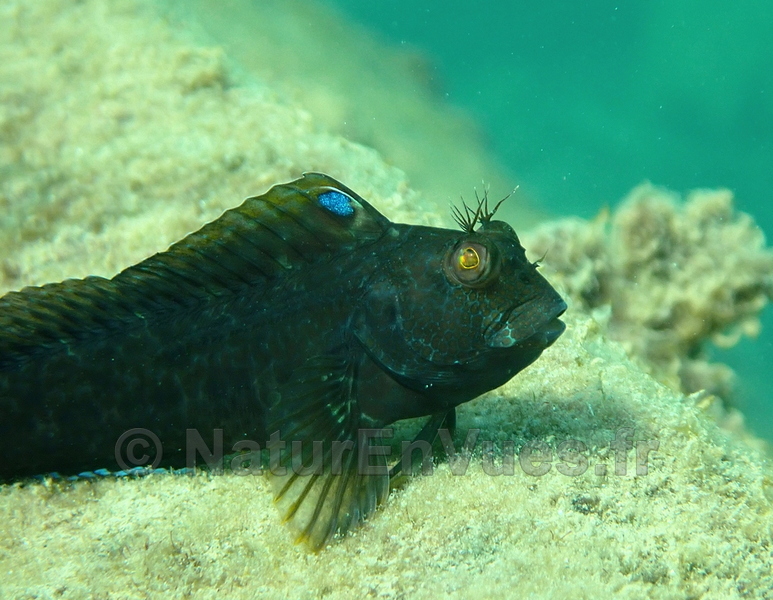 Blennie pilicorne (Hyères, -2m)