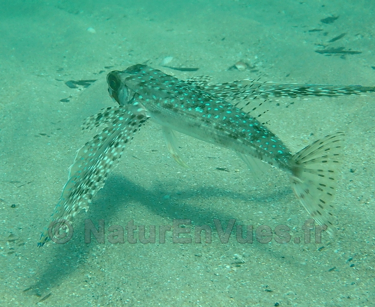 Grondin volant (Hyères, -3m)