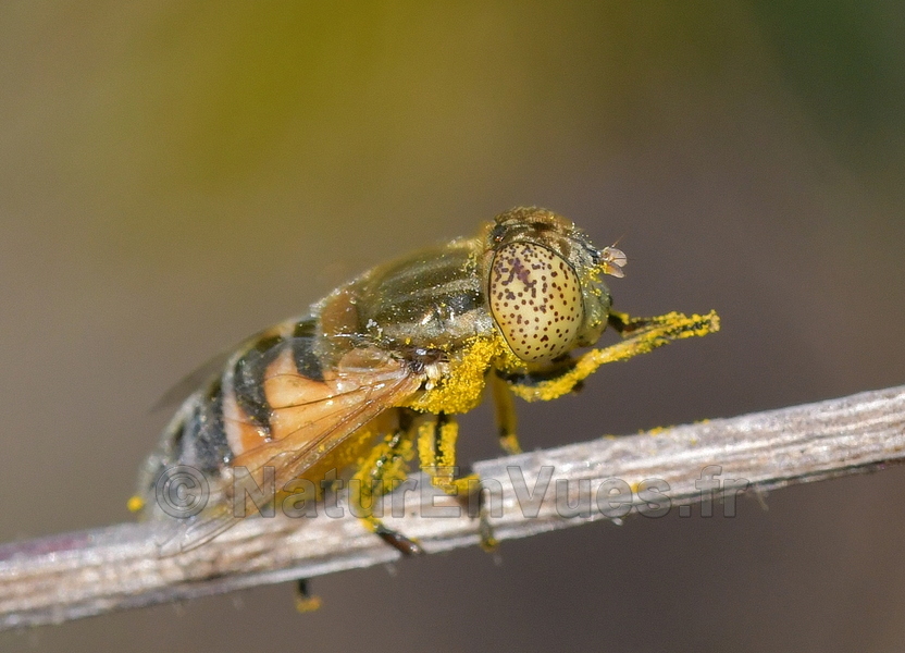 Syrphe aux beaux yeux (La Garde, 83)