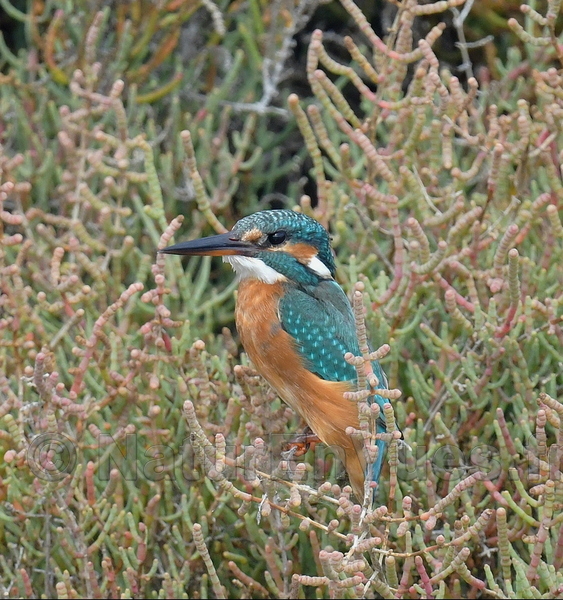 Martin pêcheur (Hyères, var)