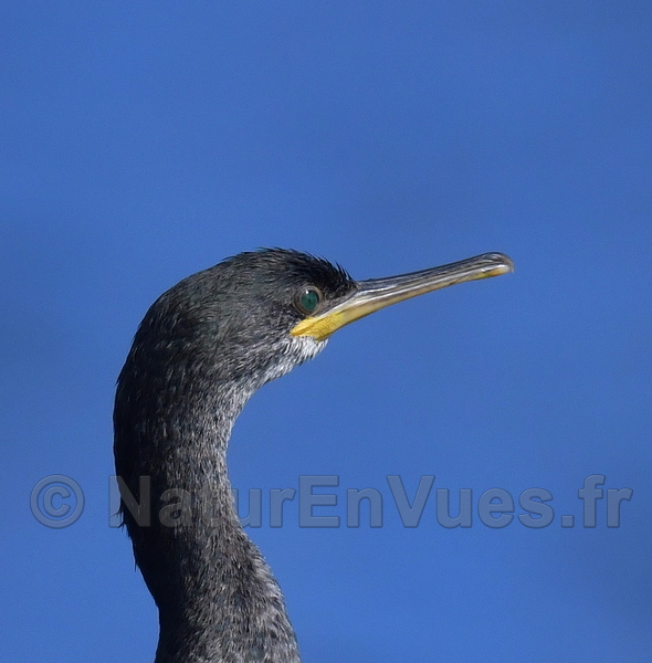 Cormoran huppé de Méditerranée (Les Issambres, var)