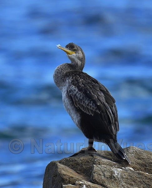 Cormoran huppé de Méditerranée  (Les Issambres, var)