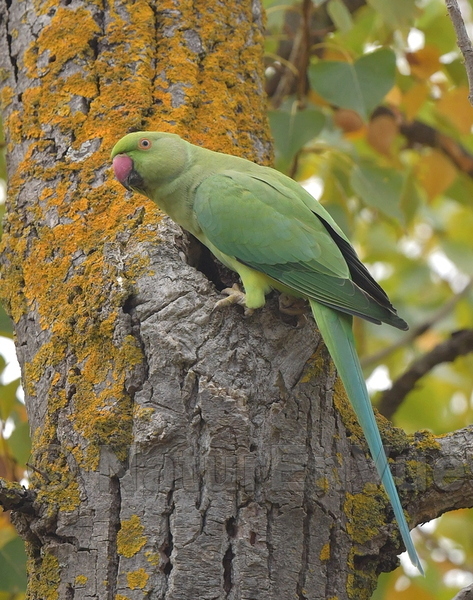 Perruche à collier (Fréjus, 83)