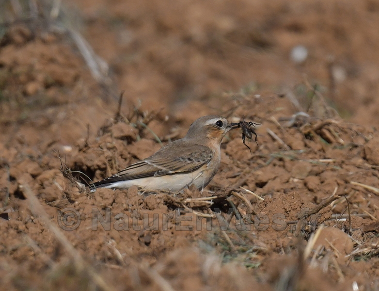 Traquet motteux (Vinon, 83)