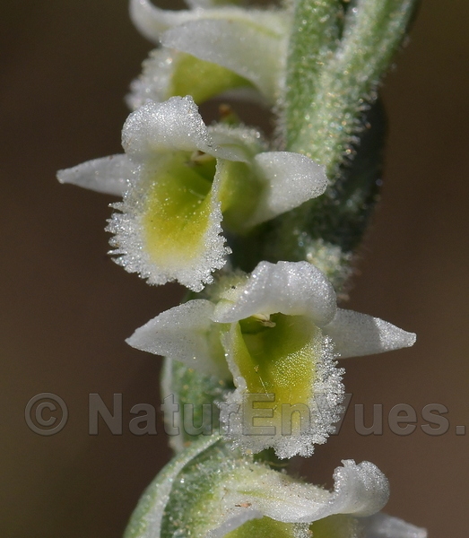 Spiranthes d'automne (Pierrefeu, 83)