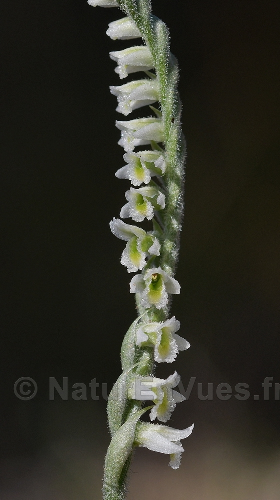 Spiranthes d'automne (Pierrefeu, 83)
