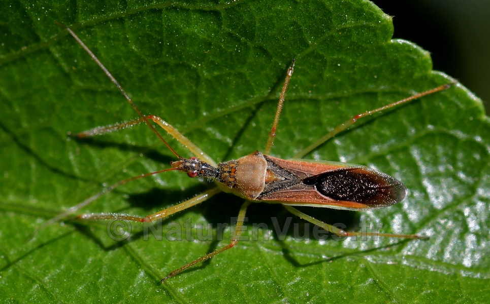 Réduve américain, une punaise prédatrice invasive (Solliès-Pont, var)
