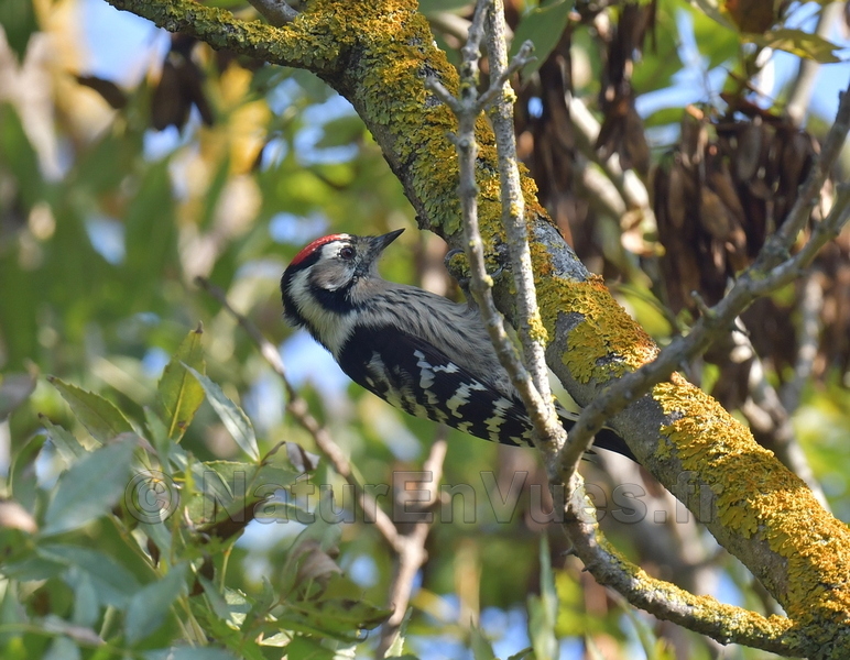 Pic épeichette (Hyères ,var)