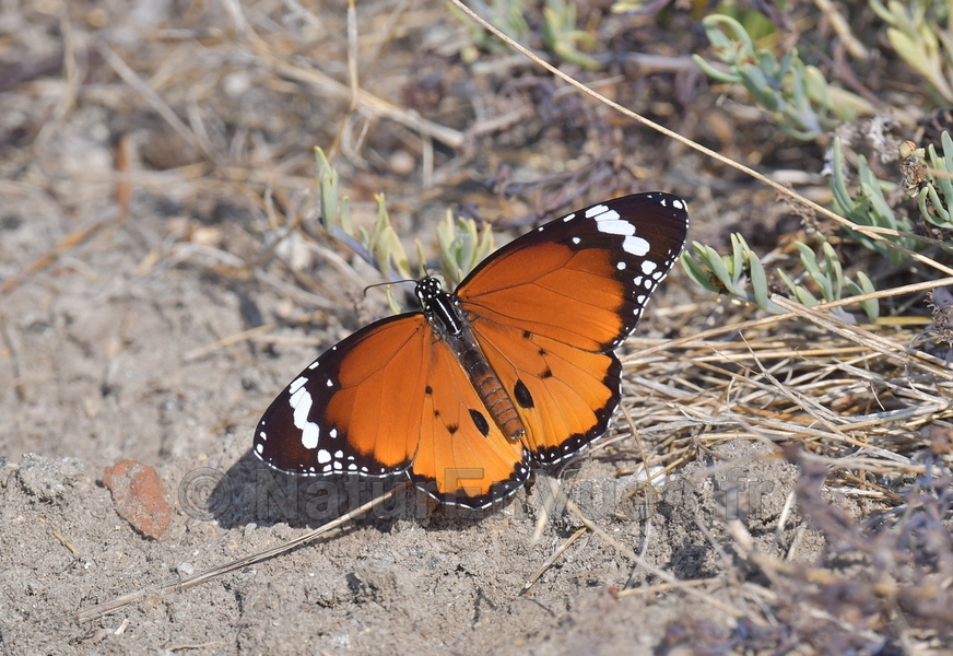 Petit monarque (Hérault)