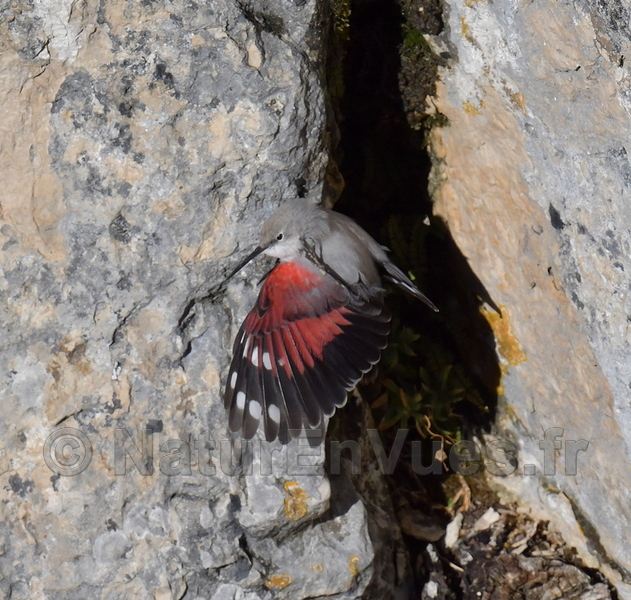 Tichodrome échelette (var)