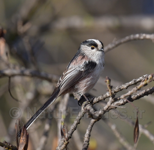 Orite à longue queue (La Garde, Var)
