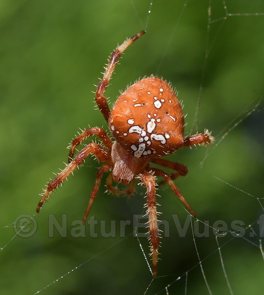 Epeire pâle (Solliès-Pont, var)