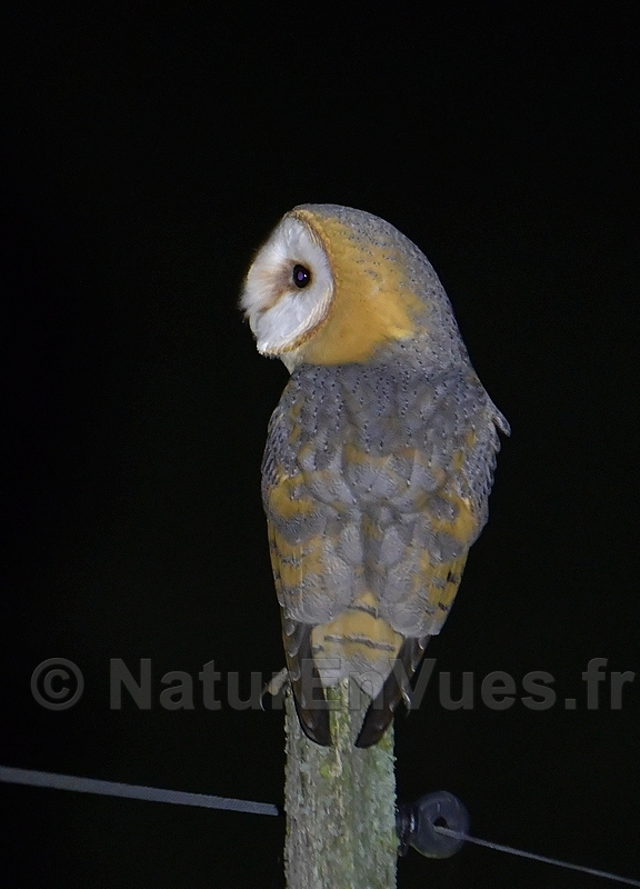 Chouette effraie (Villiers, Indre)