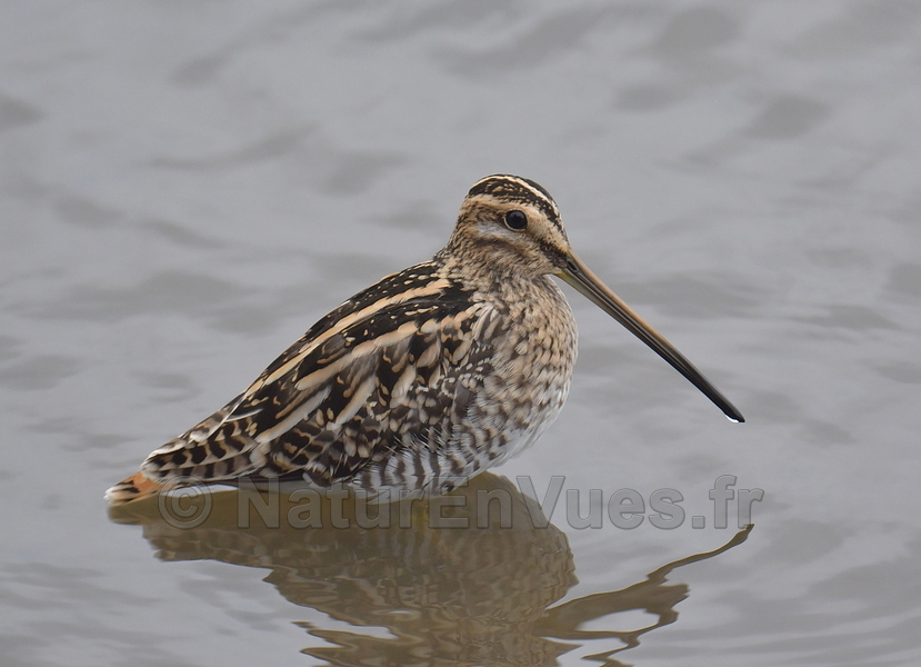 Bécassine des marais (Indre, 36)