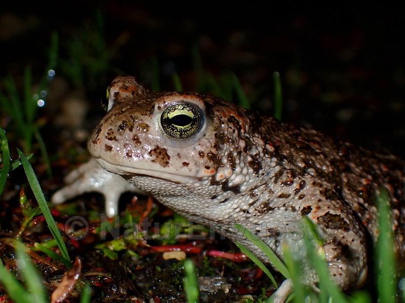 Crapaud calamite (Murs, 36)