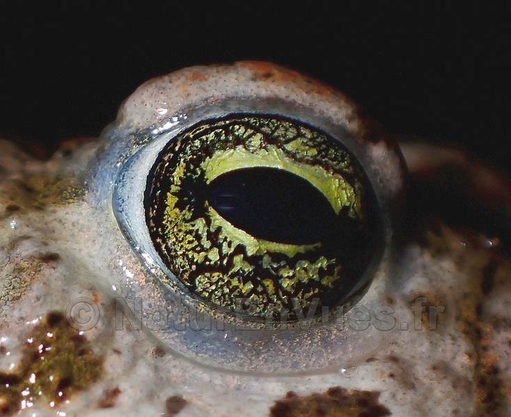 Crapaud calamite (Murs, 36)