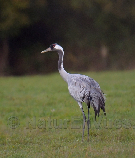 Grue cendrée (Indre)