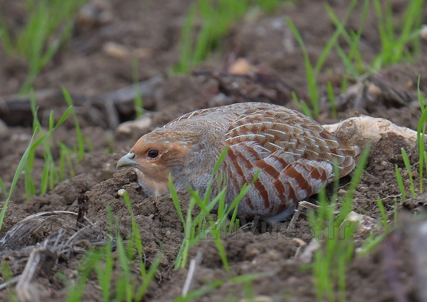 Perdrix grise (Indre)