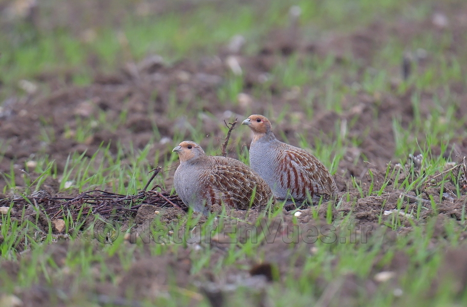 Perdrix grise (Indre)