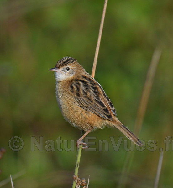 Cisticole des joncs (Var)