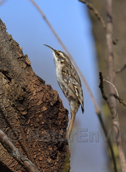 Grimpereau des jardins (Hyères, var)