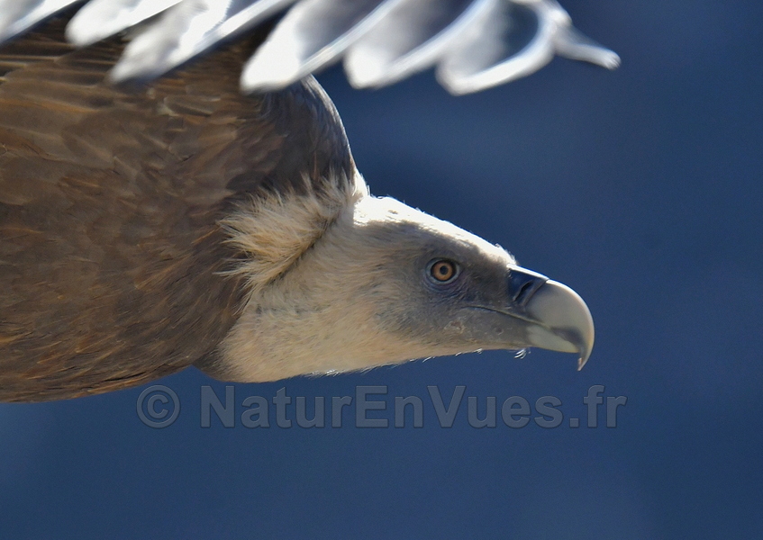 Vautour fauve (Verdon, 04)