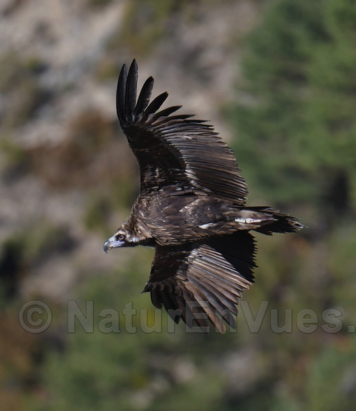 Vautour moine (Verdon, 04)