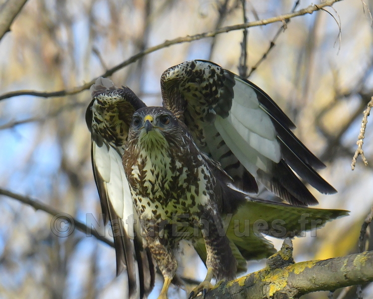 Buse variable (Hyères, 83)