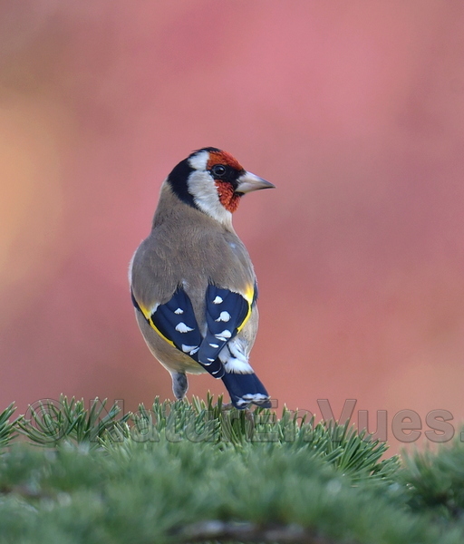 Chardonneret élégant (Solliès-Pont, var)