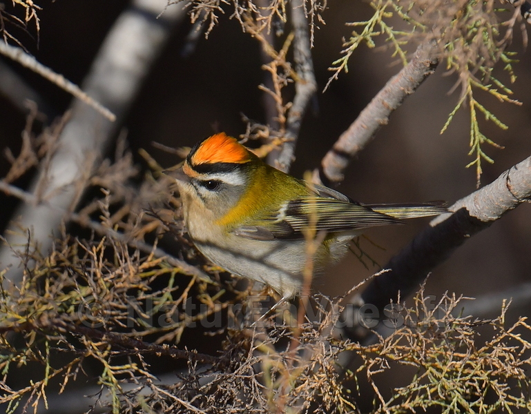Roitelet à triple-bandeau (Var)