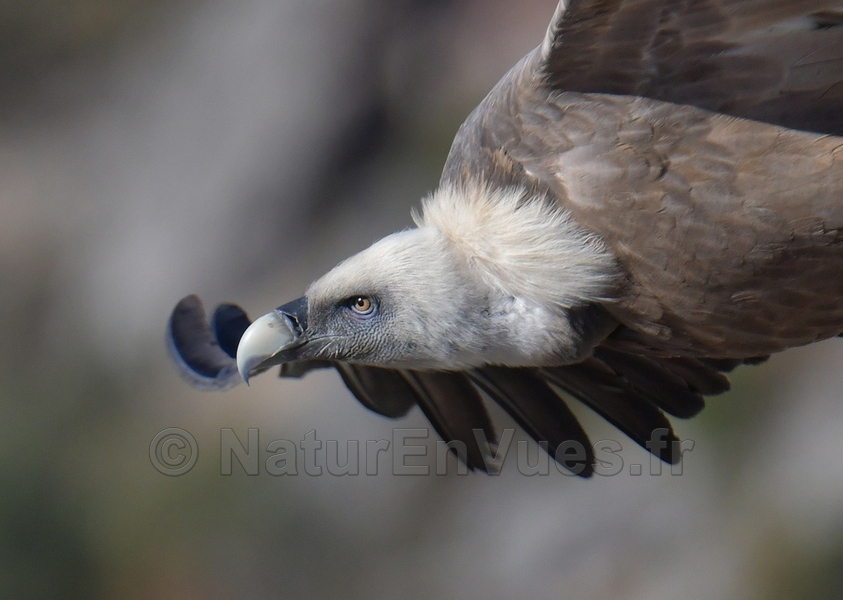 Vautour fauve (Verdon, 04)