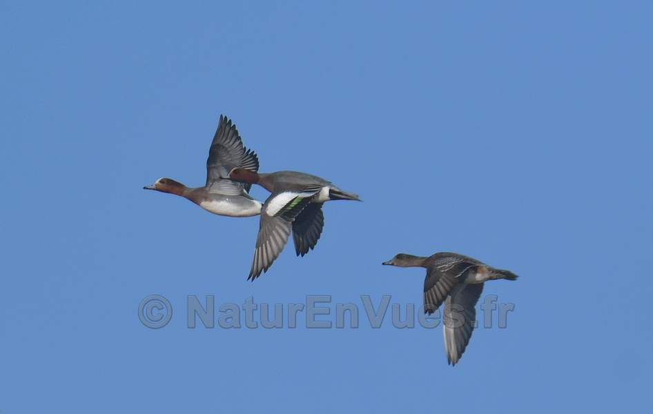 Canard siffleur (Hyères, var)