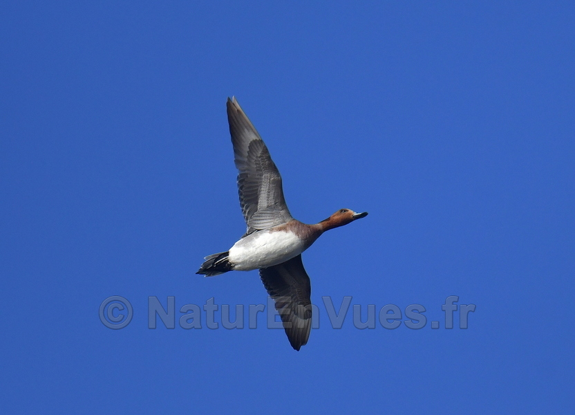 Canard siffleur (Hyères, var)