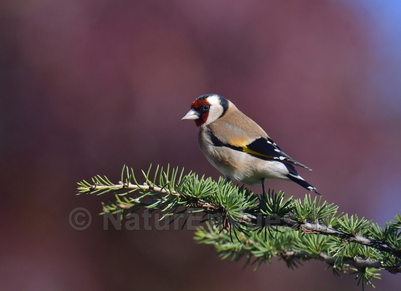 Chardonneret élégant (Solliès-Pont, var)