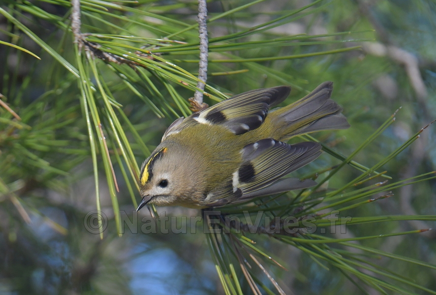 Roitelet huppé (Hyères)
