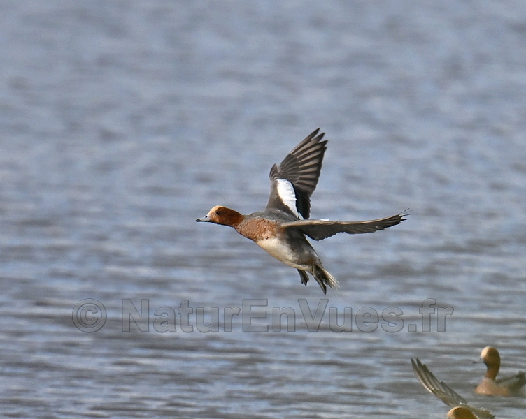 Canard siffleur (Hyères, var)