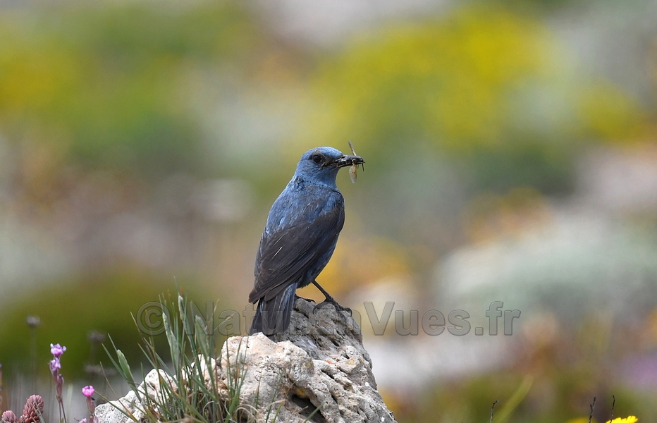 FB monticole bleu 8675