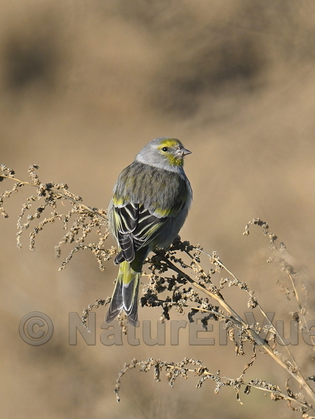Venturon montagnard (Gigondas, 84)