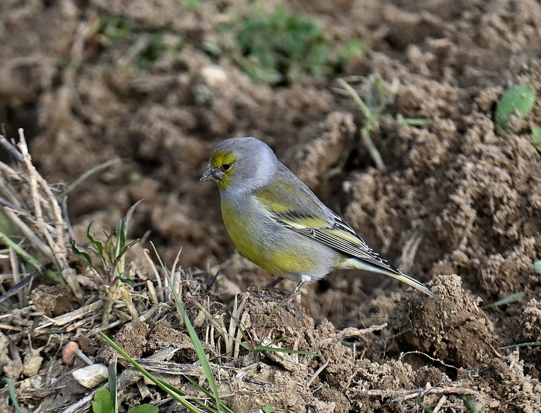 Venturon montagnard (Gigondas, 84)