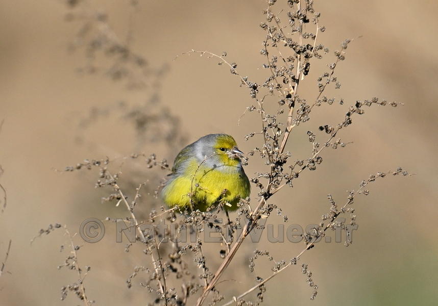 Venturon montagnard (Gigondas, 84)
