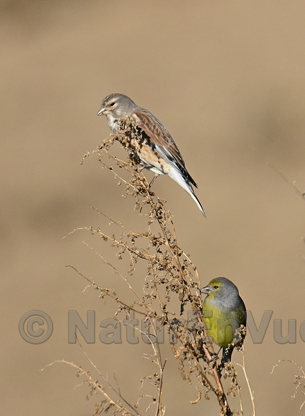 Venturon montagnard et linotte mélodieuse (Gigondas, 84)