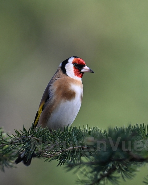 Chardonneret élégant (Solliès-Pont, Var)