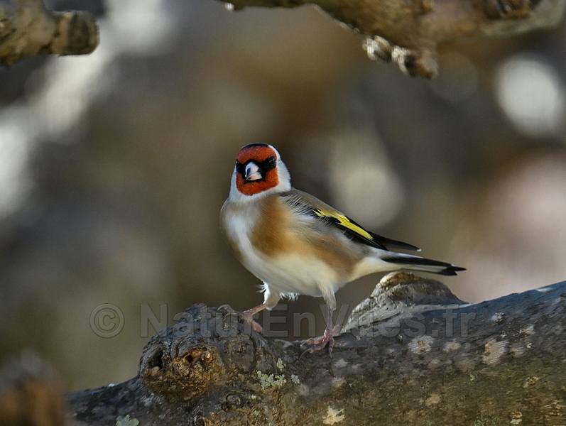 Chardonneret élégant (Solliès-Pont, var)