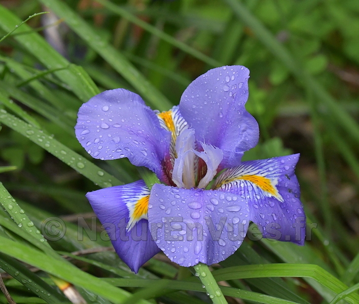 Iris unguicularis (Solliès-Pont, var)