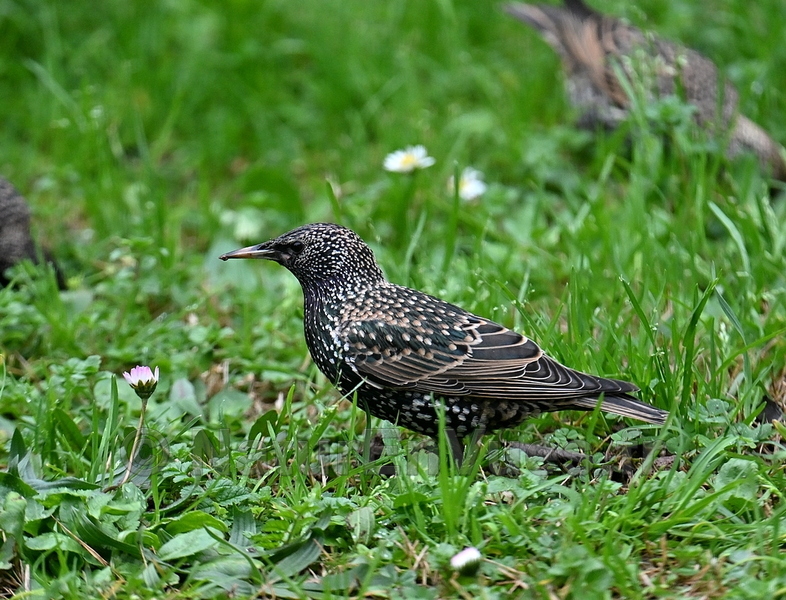 Etourneau sansonnet (Var)
