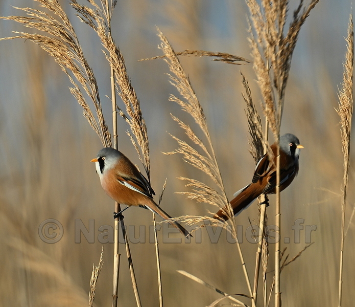 Panures à moustaches (Gard, 30)