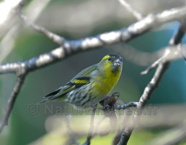 Tarin des aulnes (Solliès-Pont, var)