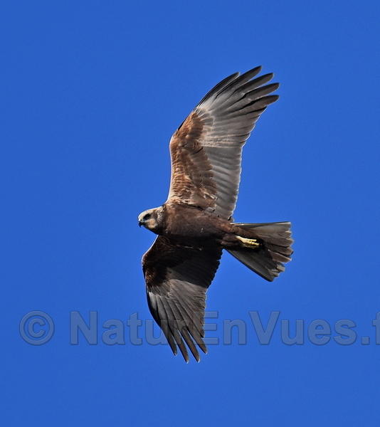 Busard des roseaux (Gard)